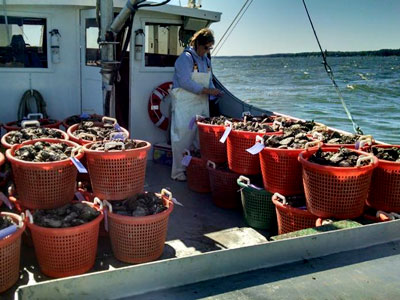 Commercial oyster fishermen