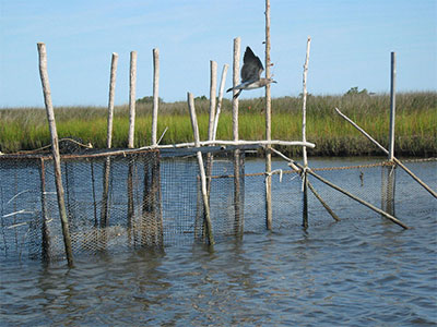 Seagull perched on an old net