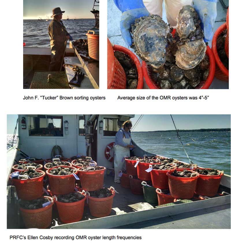 Oyster pictures