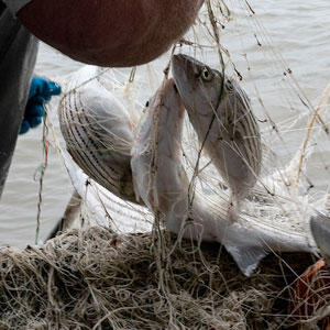 Striped bass in a gill net